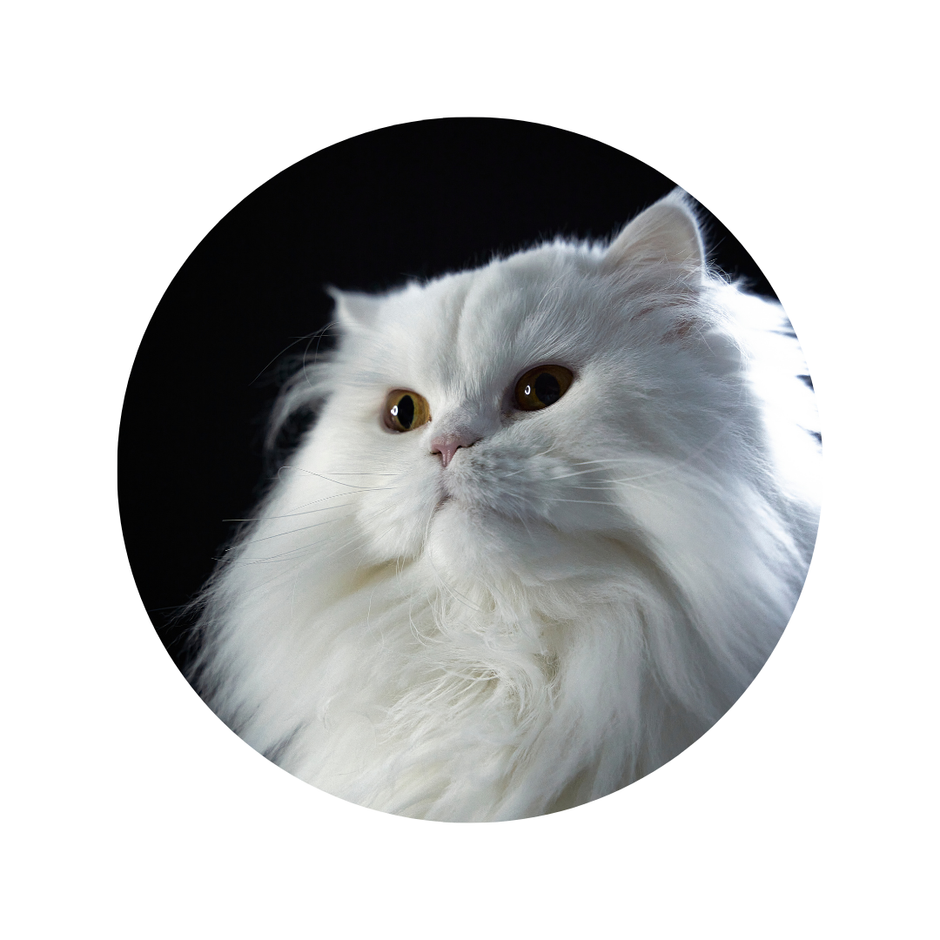 Close-up of a white cat with a black background