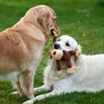 Load image into Gallery viewer, GUARDERÍA CANINA - DIVERSIÓN Y CUIDADO SEGURO
