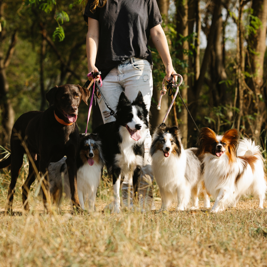 GUARDERÍA CANINA - DIVERSIÓN Y CUIDADO SEGURO