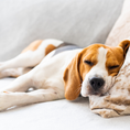Load image into Gallery viewer, GUARDERÍA CANINA - DIVERSIÓN Y CUIDADO SEGURO
