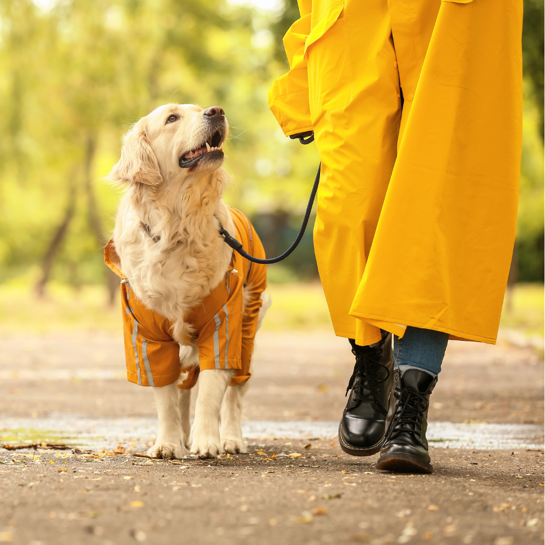 PASEOS CANINOS PREMIUM – EJERCICIO, DIVERSIÓN Y CUIDADO PROFESIONAL