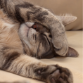 Load image into Gallery viewer, HOTEL FELINO DELUXE
