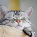 Load image into Gallery viewer, HOTEL FELINO DELUXE
