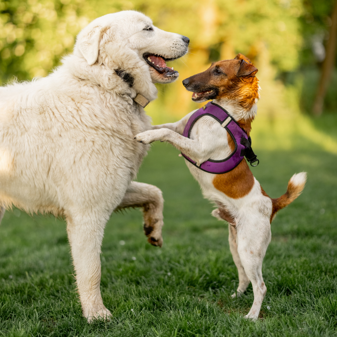 GUARDERÍA CANINA - DIVERSIÓN Y CUIDADO SEGURO
