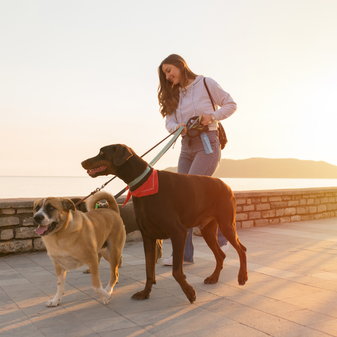 PASEOS CANINOS PREMIUM – EJERCICIO, DIVERSIÓN Y CUIDADO PROFESIONAL