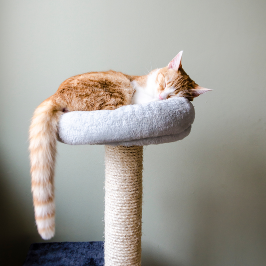 HOTEL FELINO DELUXE