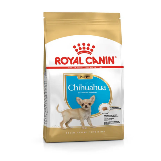 CHIHUAHUA PUPPY
